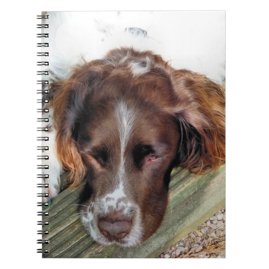 SPANIEL DOG NOTIZBLOCK (Vorderseite)