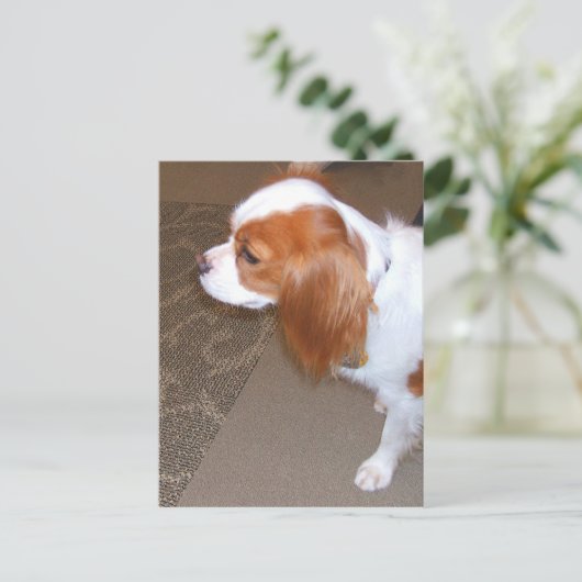 Spaniel Dog Postcard Postkarte (Stehend Vorderseite)