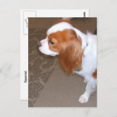 Spaniel Dog Postcard Postkarte (Vorne/Hinten)