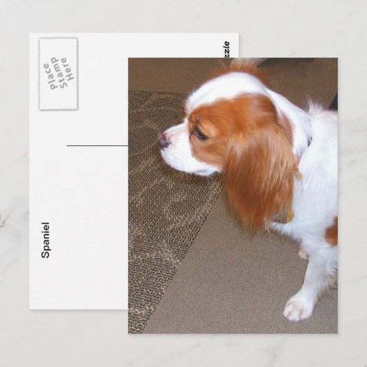 Spaniel Dog Postcard Postkarte (Vorne/Hinten)