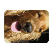 Spaniel Dog Premium Magnet (Horizontal)