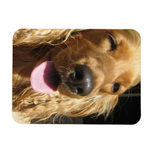 Spaniel Dog Premium Magnet (Horizontal)