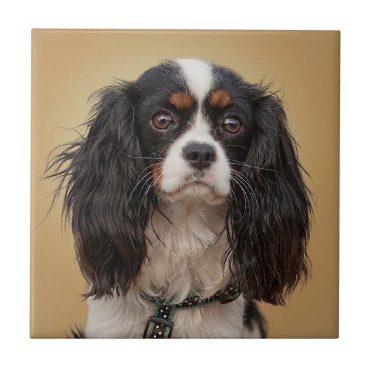 SPANIEL FLIESE (Vorderseite)