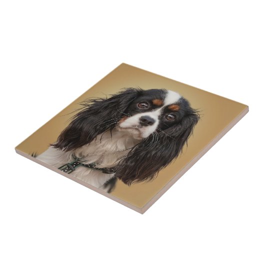 SPANIEL FLIESE (Seite)