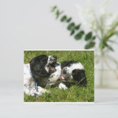 Spaniel Fun Postkarte (Stehend Vorderseite)
