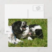 Spaniel Fun Postkarte (Vorne/Hinten)