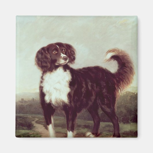 Spaniel Magnet (Vorne)