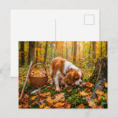 Spaniel-Pilzsuche im Herbstwald Postkarte (Vorne/Hinten)