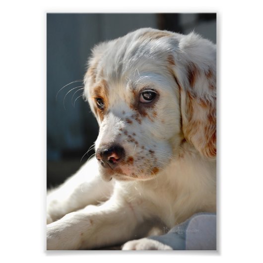 Spaniel Puppy Dog Fotodruck (Vorne)