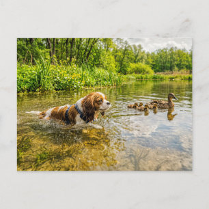 Spaniel schwimmt neben einer Entenfamilie am See Postkarte