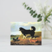 Spaniel und zwei Norfolk Terriers Postkarte (Stehend Vorderseite)
