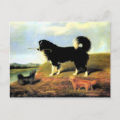 Spaniel und zwei Norfolk Terriers Postkarte (Vorderseite)