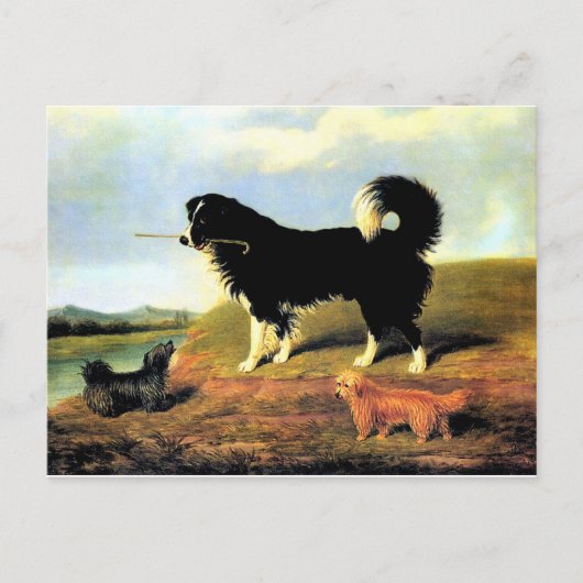 Spaniel und zwei Norfolk Terriers Postkarte (Vorderseite)