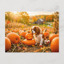 Spaniel-Welpe auf einem herbstlichen Kürbisfeld