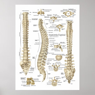 Spanisch Anatomia Espinal Dorn-Anatomie-Diagramm Poster