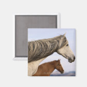 Spanisch Mustangs Magnet (Vorderseite/Rückseite)