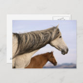 Spanisch Mustangs Postkarte (Vorne/Hinten)