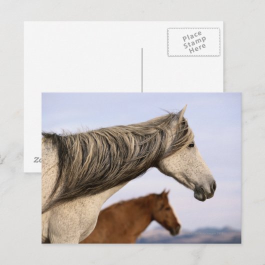 Spanisch Mustangs Postkarte (Vorne/Hinten)