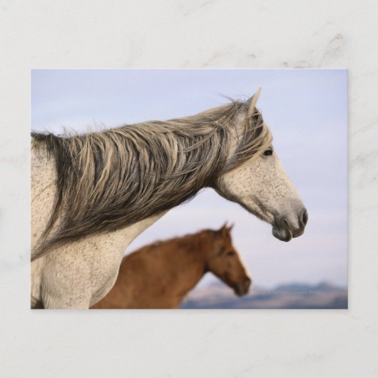 Spanisch Mustangs Postkarte (Vorderseite)