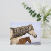 Spanisch Mustangs Postkarte (Stehend Vorderseite)