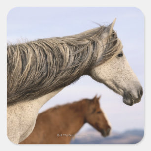 Spanisch Mustangs Quadratischer Aufkleber
