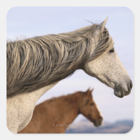 Spanisch Mustangs Quadratischer Aufkleber (Vorderseite)