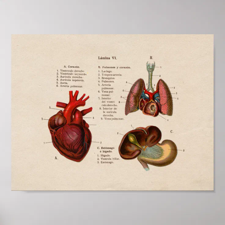 Spanisch Vintag Anatomie Drucklunge Herz Poster Zazzle.de