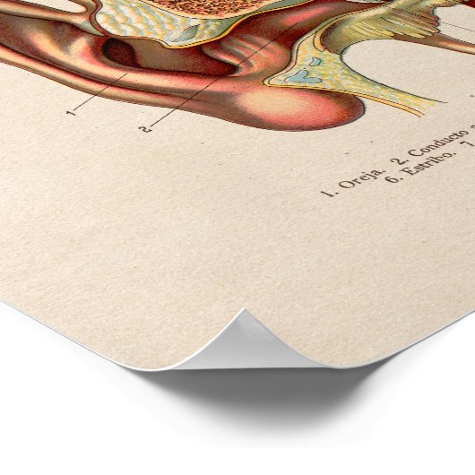 Spanisch Vintag Anatomie DruckOhr Poster (Ecke)