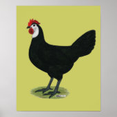 Spanisch: Weißer Hen Poster (Vorne)