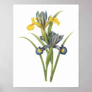 Spanische Iris (Iris xiphium) von Redouté Poster