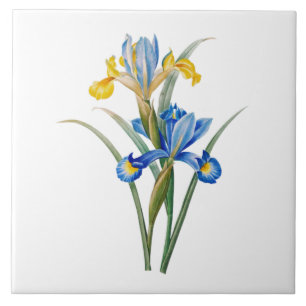 Spanische Iris von Pierre-Joseph Redouté Fliese