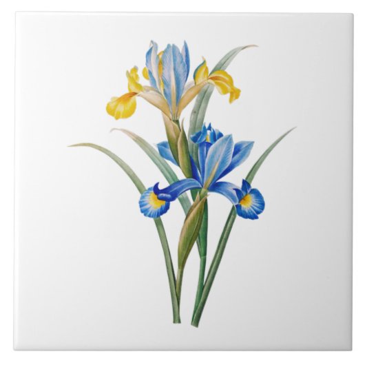Spanische Iris von Pierre-Joseph Redouté Fliese (Vorderseite)