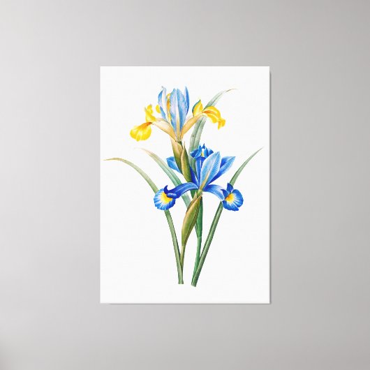 Spanische Iris von Pierre-Joseph Redouté Leinwanddruck (Vorderseite)