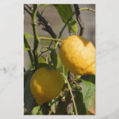 Spanische Lemon Graphics Briefpapier (Vorderseite)