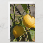 Spanische Lemon Graphics Briefpapier (Vorne/Hinten)