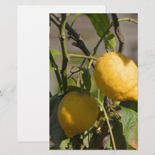 Spanische Lemon Graphics Briefpapier (Vorne/Hinten)