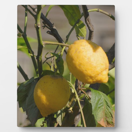 Spanische Lemon Graphics Fotoplatte (Vorderseite)