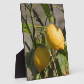 Spanische Lemon Graphics Fotoplatte (Seite)