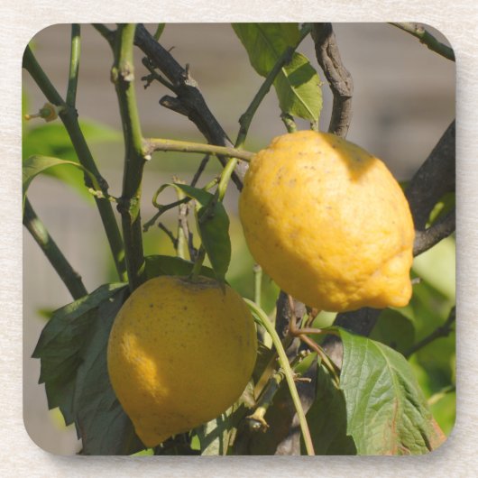 Spanische Lemon Graphics Getränkeuntersetzer (Vorderseite)
