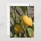 Spanische Lemon Graphics Postkarte (Vorne/Hinten)