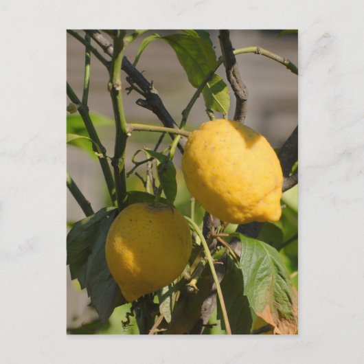 Spanische Lemon Graphics Postkarte (Vorderseite)