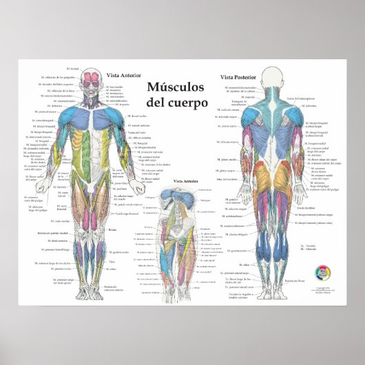 Spanische Muskelanatomie-Chart Poster (Vorne)
