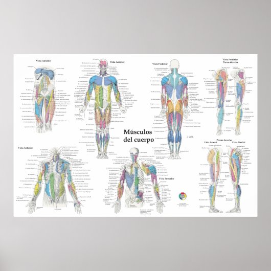 Spanische Muskelanatomie-Tabelle Poster (Vorne)