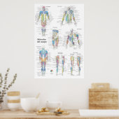 Spanische Muskelanatomie-Tabelle Poster (Küche)