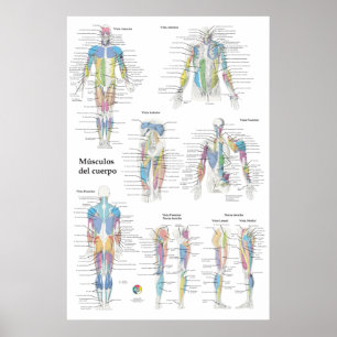 Spanische Muskelanatomie-Tabelle Poster