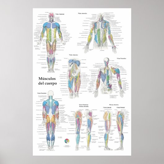 Spanische Muskelanatomie-Tabelle Poster (Vorne)