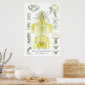 Spanische Nerven Subluxation Chiropractic Poster (Küche)