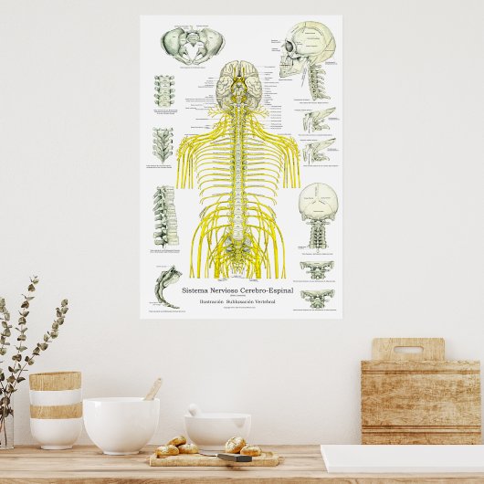 Spanische Nerven Subluxation Chiropractic Poster (Küche)