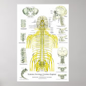 Spanische Nerven Subluxation Chiropractic Poster (Vorne)