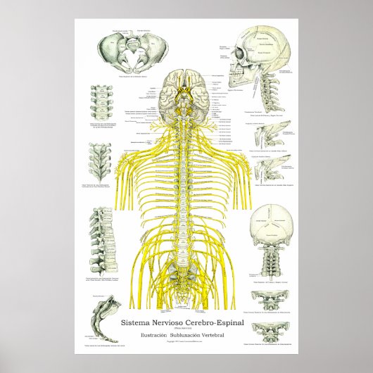 Spanische Nerven Subluxation Chiropractic Poster (Vorne)